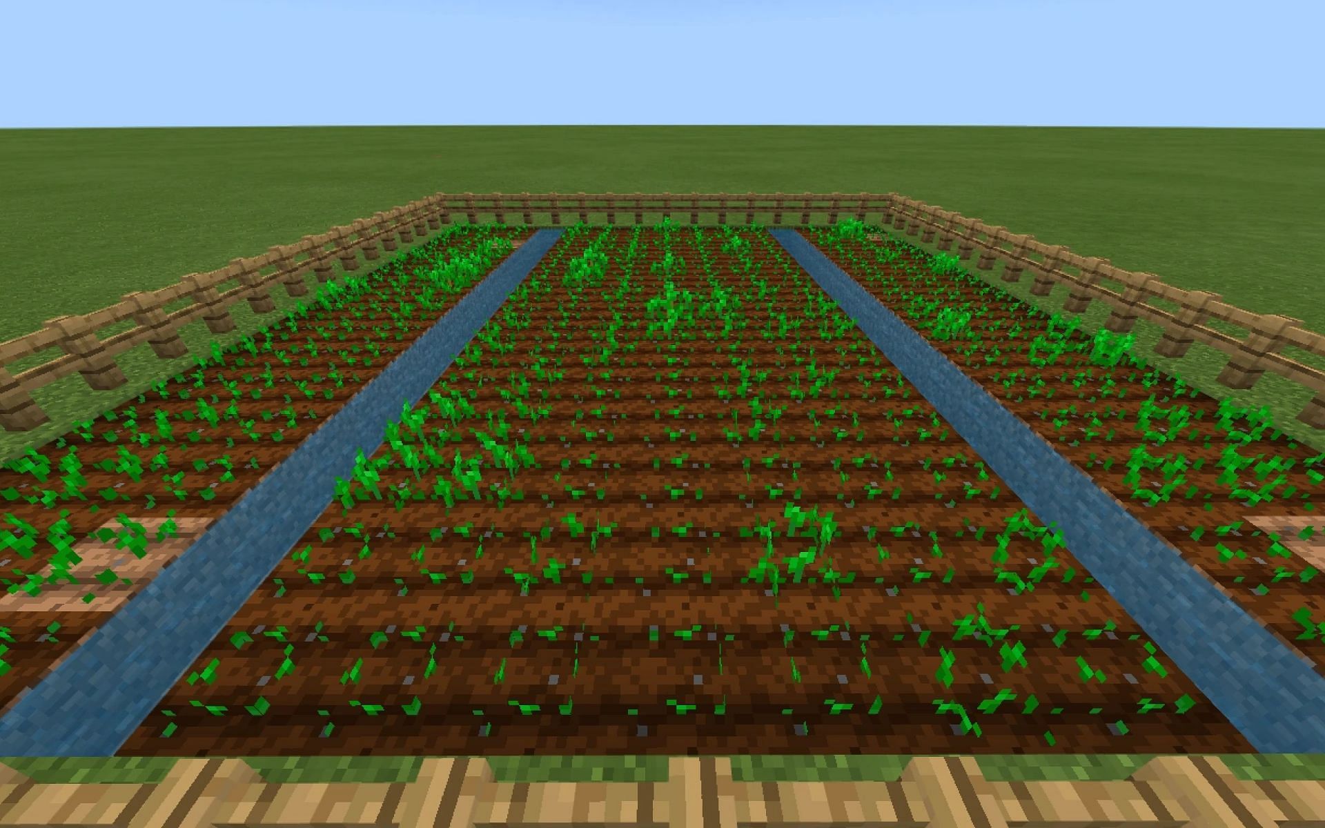 An image of a potato farm in-game (Image via Minecraft)